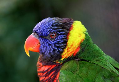 Beautiful colorful parrot staring straight at camera with wide e clipart