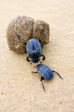 Two dung beetles battling with a large dung ball clipart