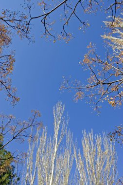 Granada'da alhambra Sarayı bahçeleri