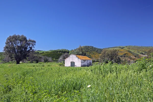 Заброшенный фермерский дом на цветном поле в Испании — стоковое фото