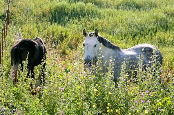 stock image White Andalucian horses in overgrown field in Spain