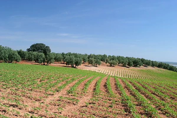 Ряды виноградников в виноградниках Испании — стоковое фото