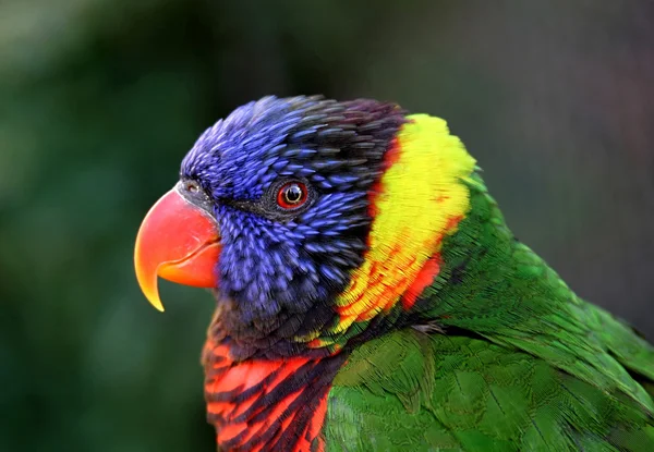 Beautiful colorful parrot staring straight at camera with wide e — Stock Photo, Image
