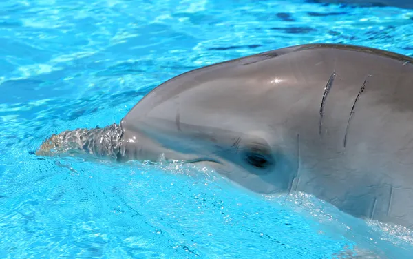 stock image Head shot of Dolphin in crystal blue waters at a show in Spain