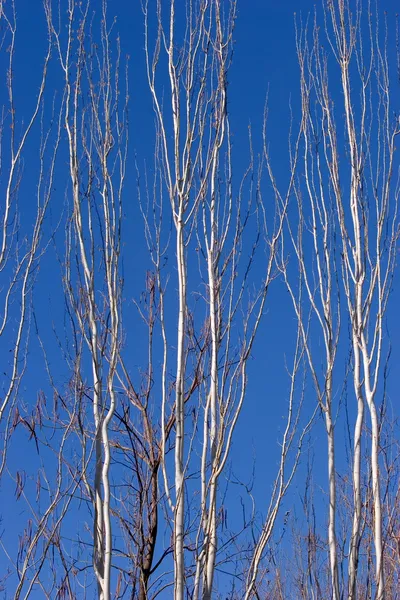 Alto, ramos nus de uma árvore de prata — Fotografia de Stock