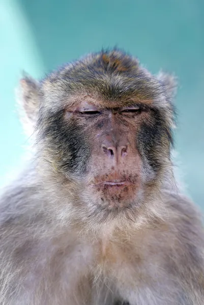 Scimmia o scimmia barbara con sguardo divertente sul viso — Foto Stock