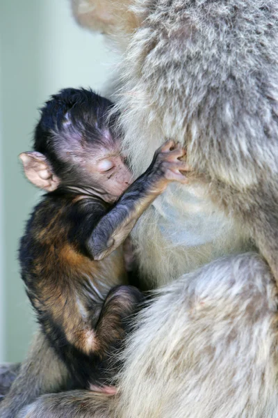 Baby aap klampt zich vast aan haar moeder — Stockfoto