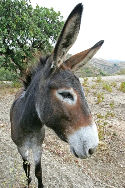 Close up of Spanish Donkey with big ears — Stock Photo, Image