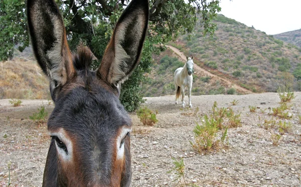 stock image Close up of Spanish Donkey looking at white horse