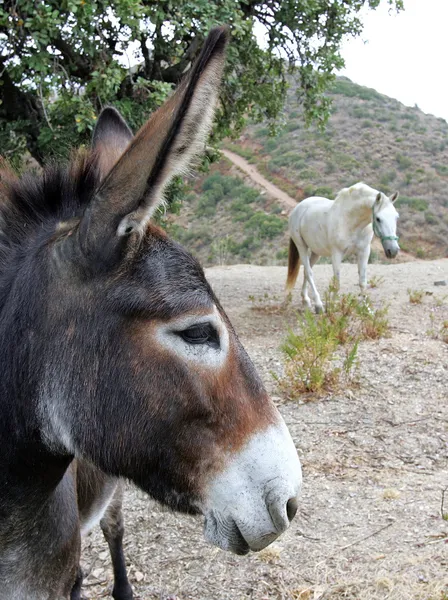 Close up of Spanish Donkey looking at white horse