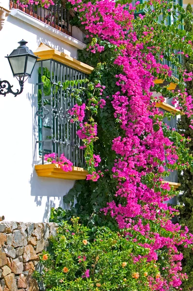 Lila eller rosa bouganvilla på sidan av huset — Stockfoto