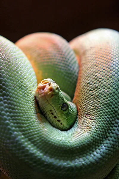 Verde serpiente venenosa en espiral con la cabeza mirando hacia fuera y mirando a un —  Fotos de Stock