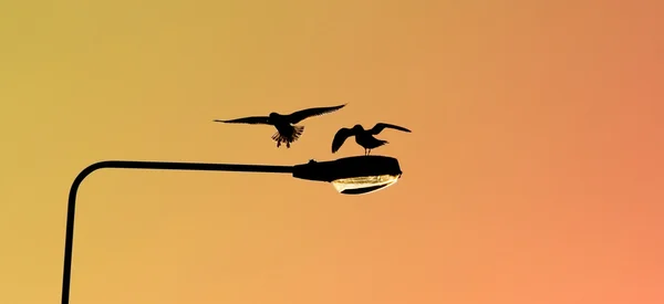 stock image Silhouettes of two seagulls landing on a lamp post at sunset