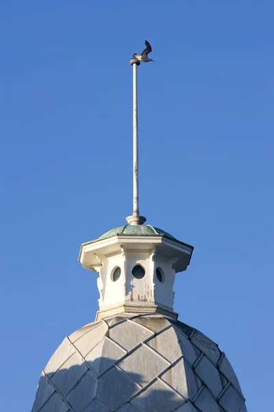 Gaviota volando desde el campanario de un antiguo edificio en Weymouth, S —  Fotos de Stock