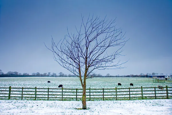 Arbre solitaire à côté d'un champ hivernal avec moutons noirs — Photo