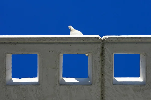 Beyaz pidgeon soyut vurdu — Stok fotoğraf