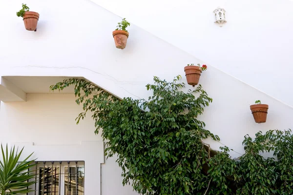 Reihen von Topfpflanzen auf weißem Gebäude — Stockfoto