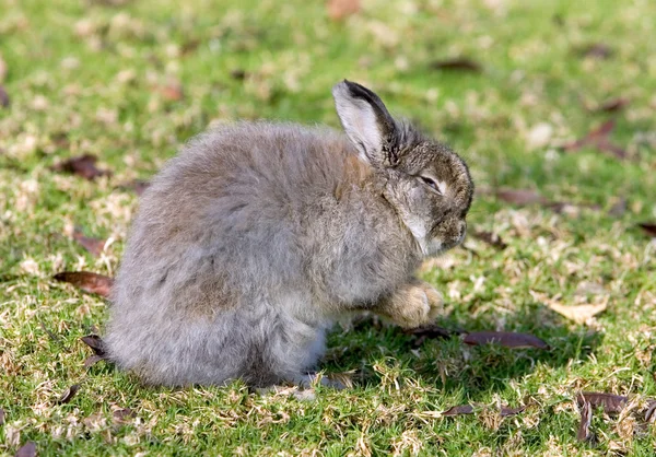 Bardzo puszyste królik w polu w Hiszpanii — Zdjęcie stockowe