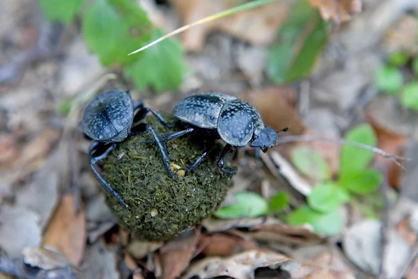 Dois besouros de esterco lutando com uma grande bola de esterco — Fotografia de Stock