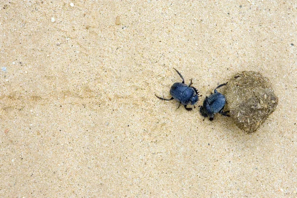 Dois besouros de esterco lutando com uma grande bola de esterco — Fotografia de Stock