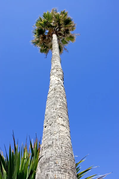Huge, tall, skinny palm tree on beach in Spain — Stock Photo, Image