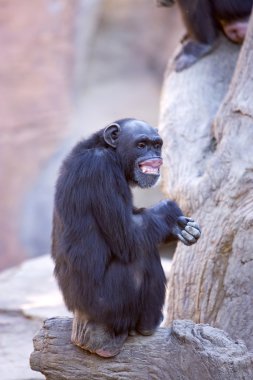 Yalnız maymun büyük ağaç gövdesi oturuyor
