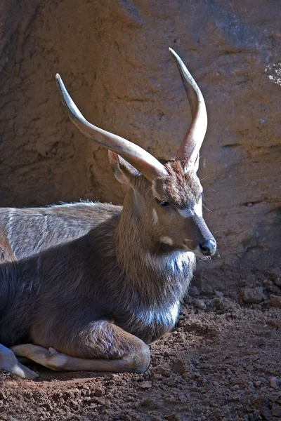 Antilopa nebo jelena na sluníčku v zoo — Stock fotografie