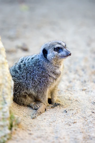 Piccolo suricato alla ricerca di pericolo — Foto Stock