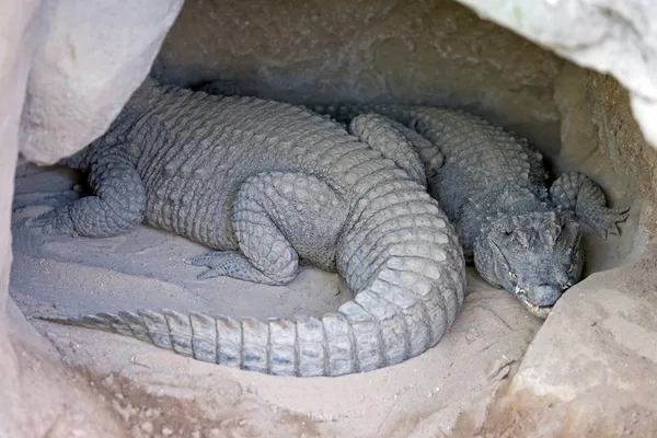 Dois jacarés ou crocodilos dormindo em uma caverna — Fotografia de Stock