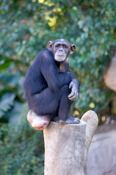 Samotne małpy siedzi na szczycie pnia drzewa duże — Zdjęcie stockowe