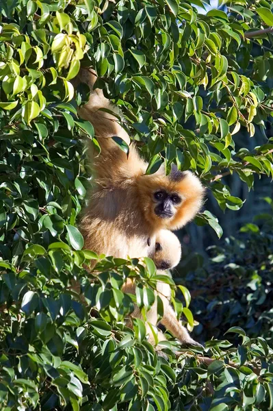 Vreemd uitziende harige aap opknoping in een boom — Stockfoto