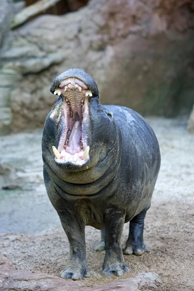 Пленённый бегемот зевает или ревет в испанском зоопарке — стоковое фото