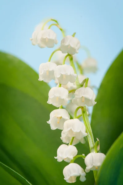 stock image Lily-of-the-valley