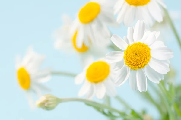 Flores de jalá amomila — Foto de Stock