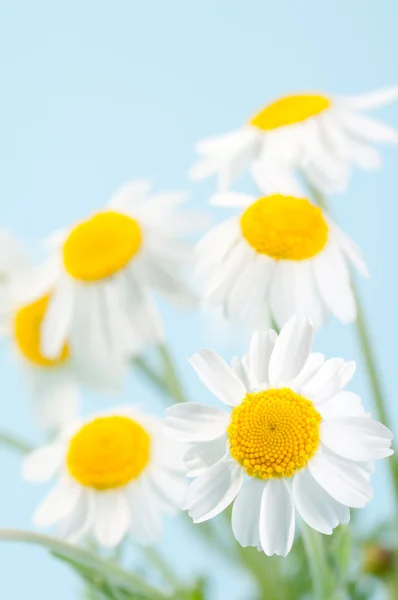 stock image Camomile flowers