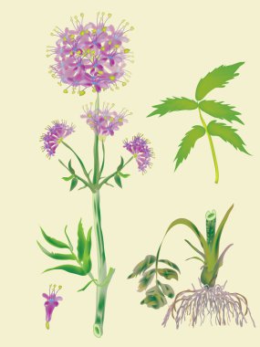 Officinal valerian- blossoming plant and root clipart