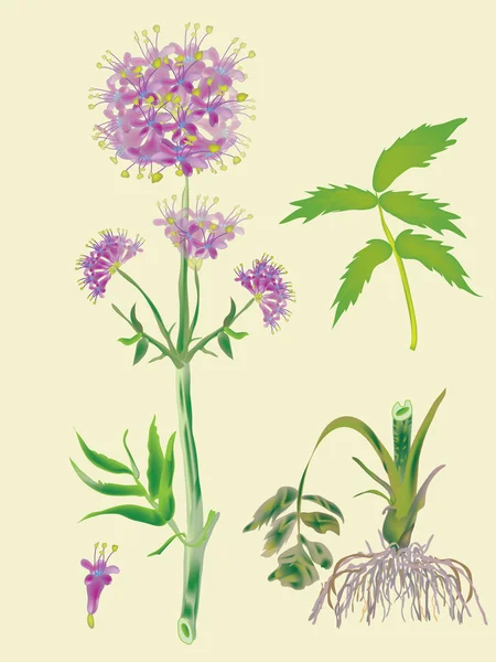 Valeriana Oficial- planta floreciente y raíz — Vector de stock