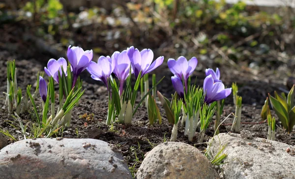 stock image Flower beds.