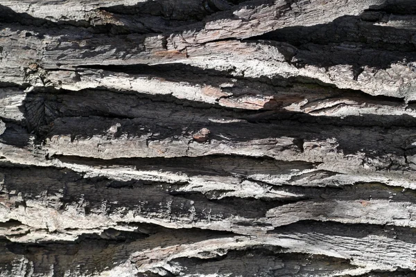La corteccia dell'albero . — Foto Stock
