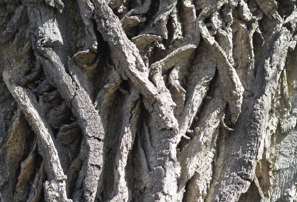 La corteccia dell'albero . — Foto Stock