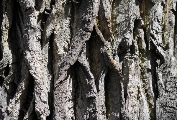 Ο φλοιός του δέντρου. — Φωτογραφία Αρχείου