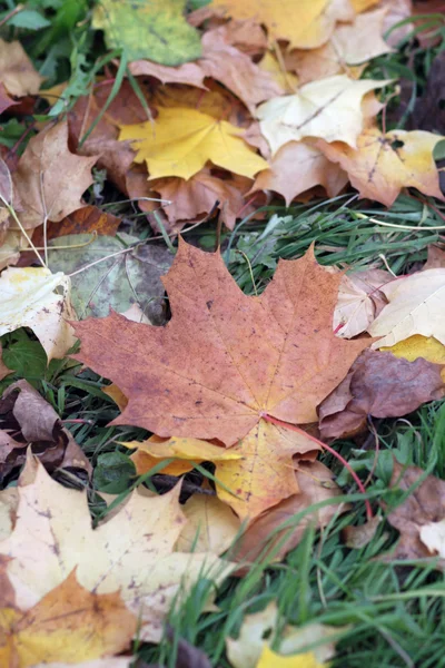 stock image Leaves.