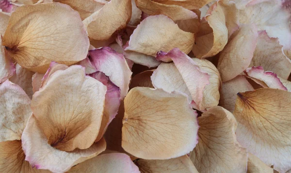 stock image Dry rose petals.