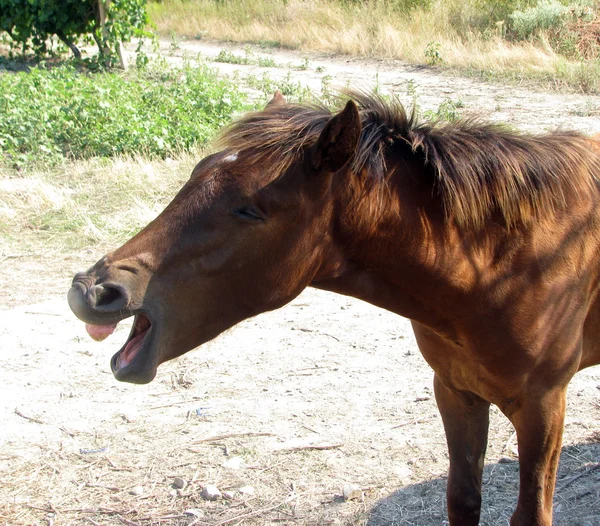 馬あくび — ストック写真
