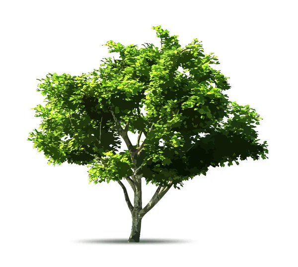 Green tree. Vector Stock Illustration