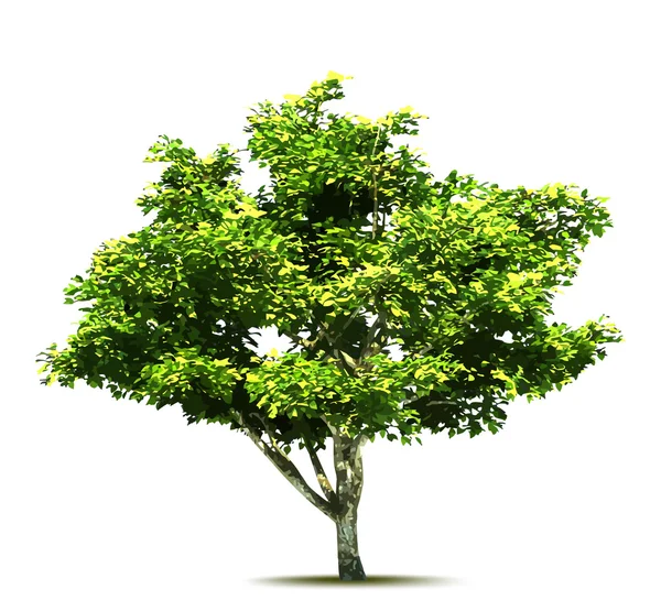 Green tree. Vector Royalty Free Stock Vectors