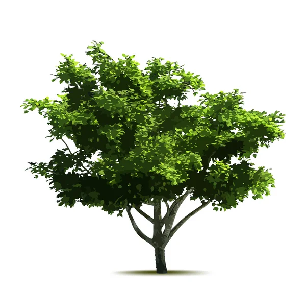 Green tree. Vector Stock Illustration