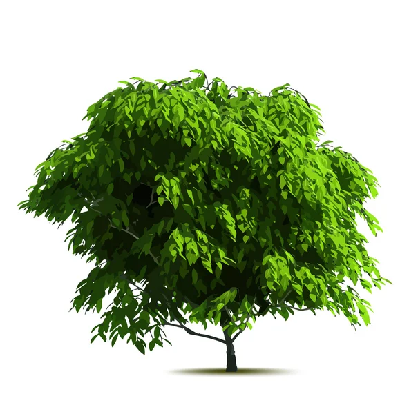 Green tree. Vector Stock Illustration
