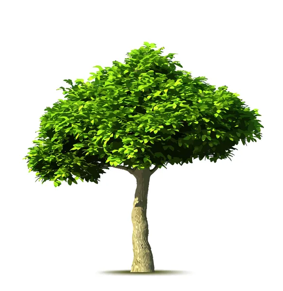 Green tree. Vector Royalty Free Stock Vectors