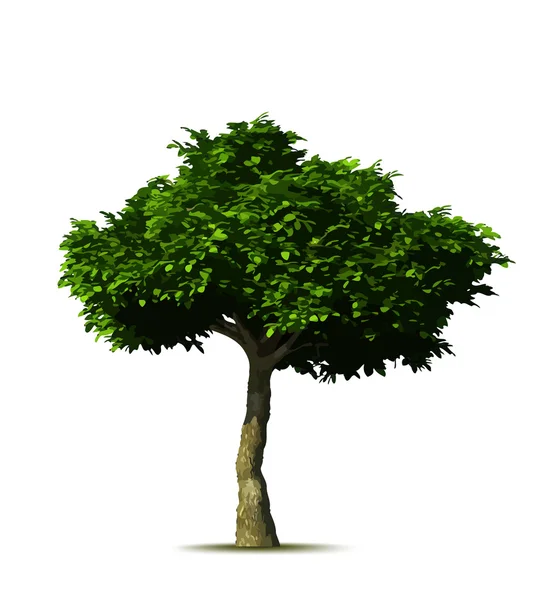 Green tree. Vector Stock Illustration